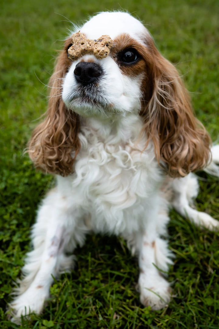 BrewBix - Small Dog Breeds