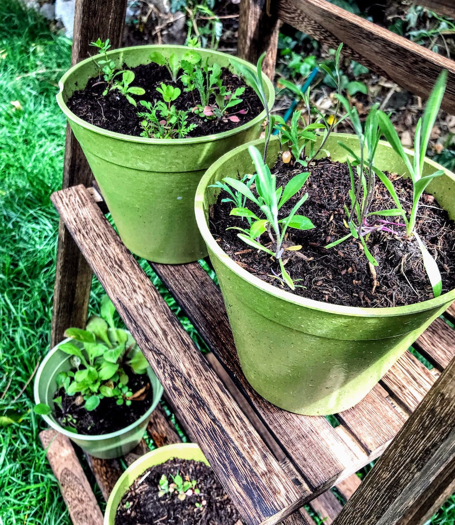 Seedball - Mini Meadow Bamboo Pot, Garden Meadow