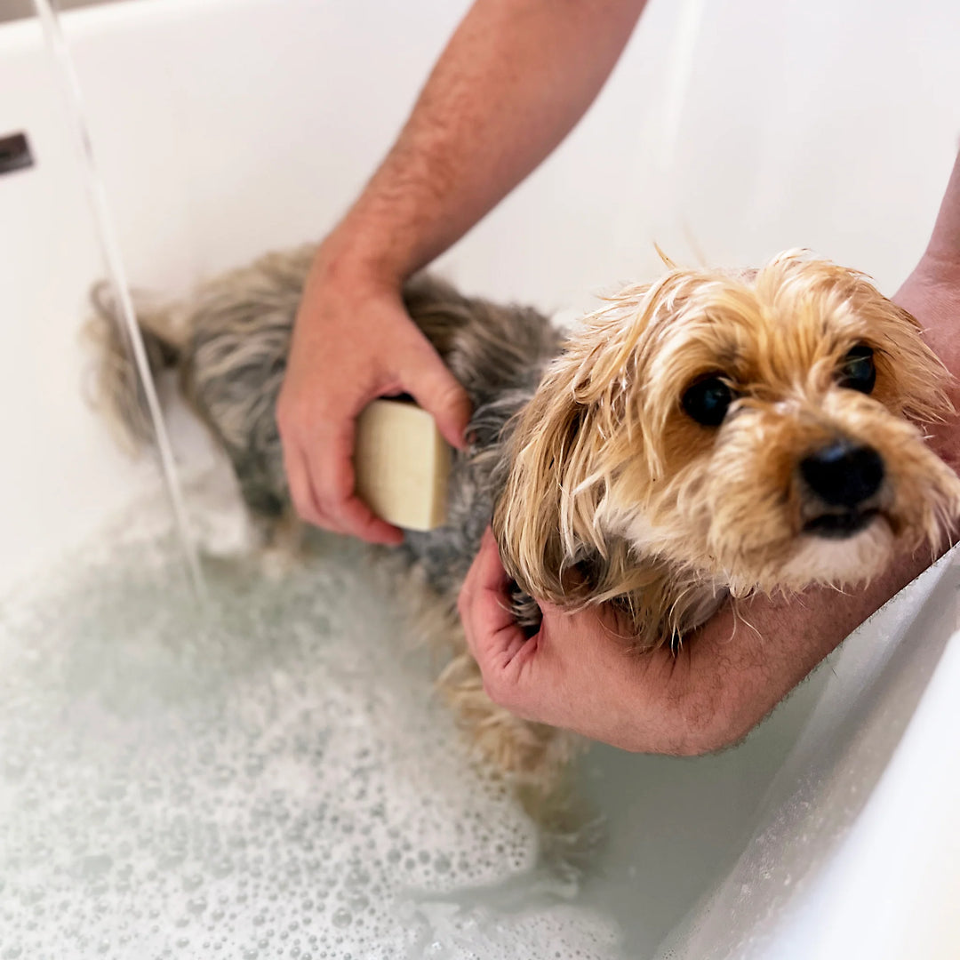 Paper Plane - 100% Natural Dog Shampoo
