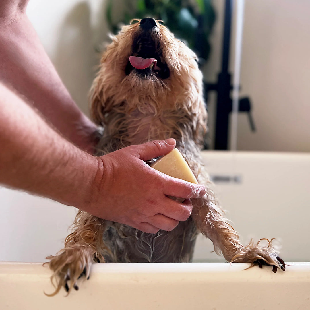 Paper Plane - 100% Natural Dog Shampoo