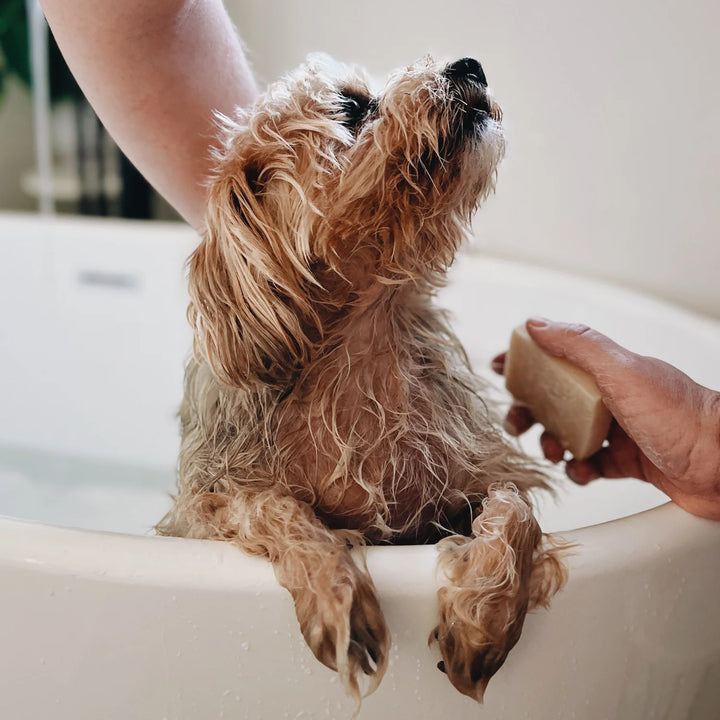 Paper Plane - 100% Natural Dog Shampoo