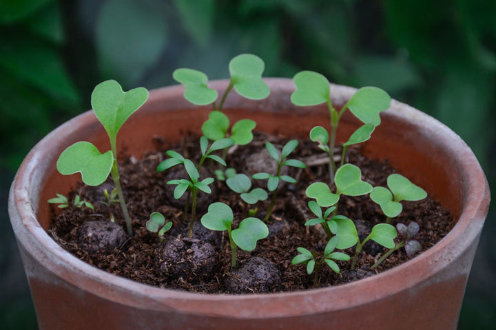 Seedball - Bee Mix Tin