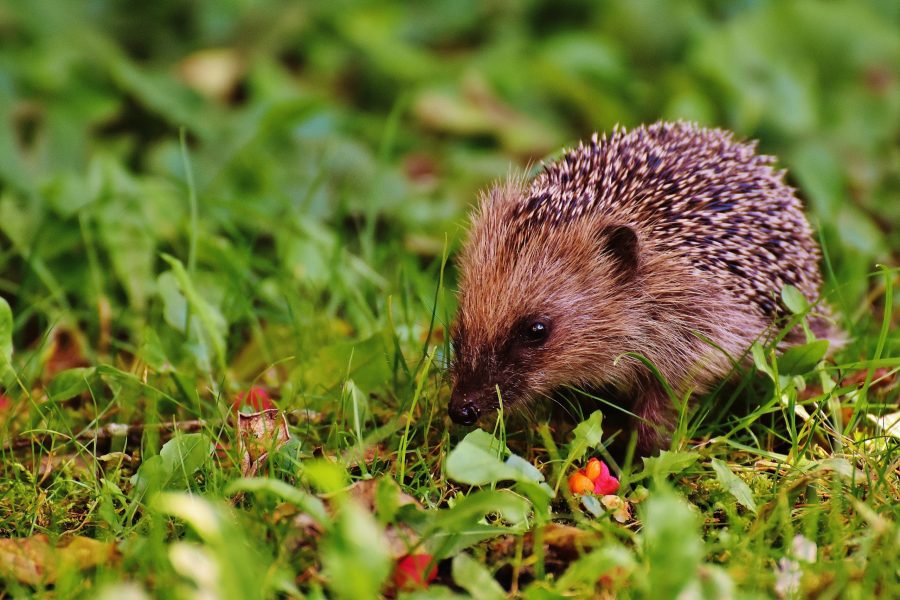 Seedball - Hedgehog Mixed Tin