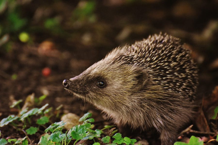 Seedball - Hedgehog Mixed Tin