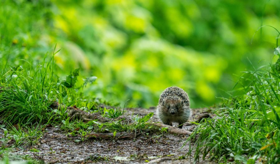 Seedball - Hedgehog Mixed Tin