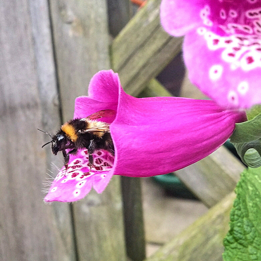 Seedball - Bee Mix Tin